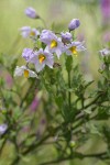 Bluewitch Nightshade blossoms & foliage