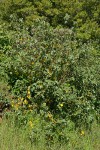 California Flannelbush