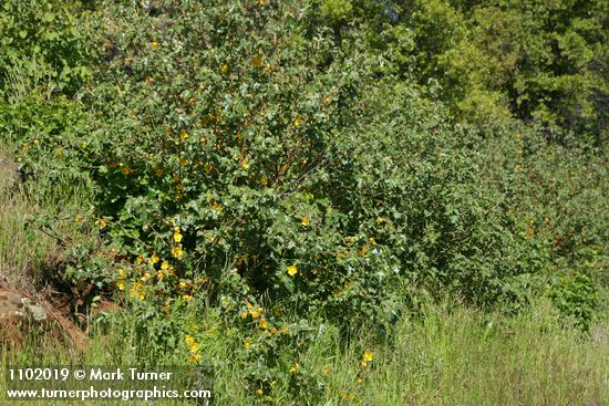 Fremontodendron californicum