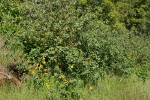 California Flannelbush