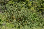 California Flannelbush