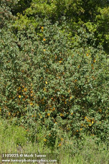 Fremontodendron californicum