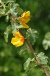 California Flannelbush blossoms & foliage