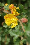 California Flannelbush blossom & foliage