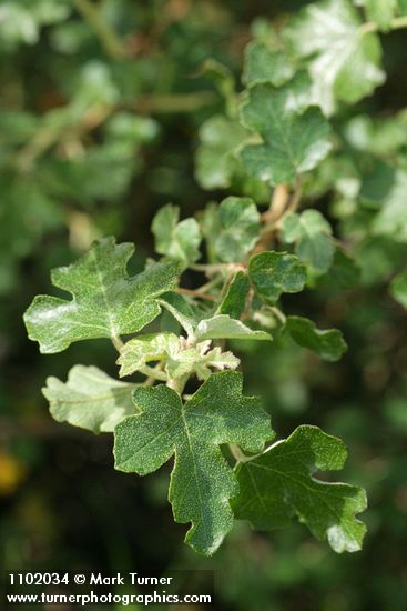 Fremontodendron californicum