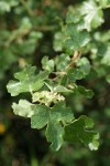 California Flannelbush foliage