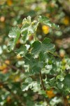 California Flannelbush foliage