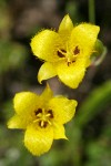 Yellow Star Tulip blossoms detail