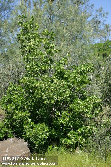 Ptelea crenulata