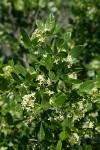 California Hoptree blossoms & foliage