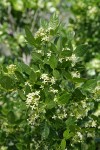 California Hoptree blossoms & foliage