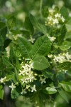 California Hoptree blossoms & foliage