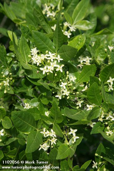 Ptelea crenulata