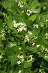 California Hoptree blossoms & foliage