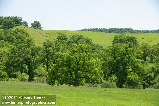 Quercus lobata
