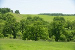 Valley Oaks along Oak Run [pan 4 of 10]