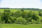 Valley Oaks along Oak Run [pan 6 of 10]