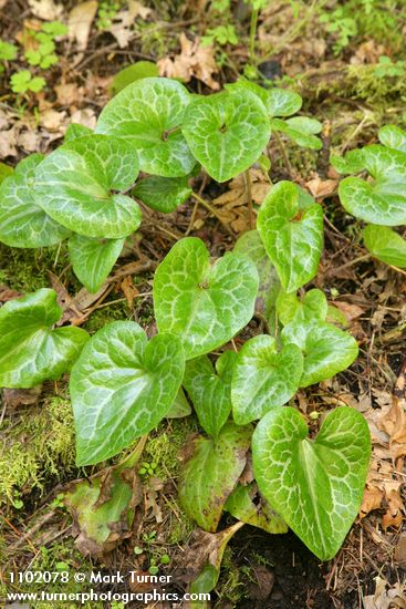 Asarum hartwegii