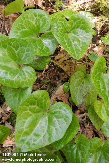 Asarum hartwegii