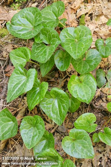 Asarum hartwegii