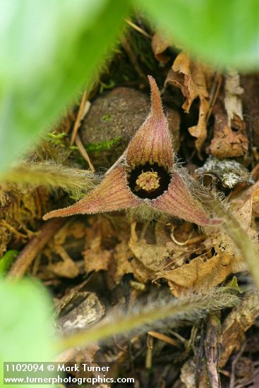 Asarum hartwegii