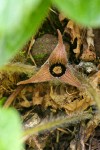 Hartweg's Wild Ginger blossom detail