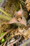 Hartweg's Wild Ginger blossom detail