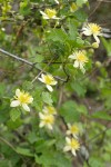 Pipestem Clematis