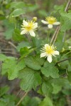 Pipestem Clematis blossoms & foliage