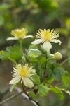 Pipestem Clematis blossoms