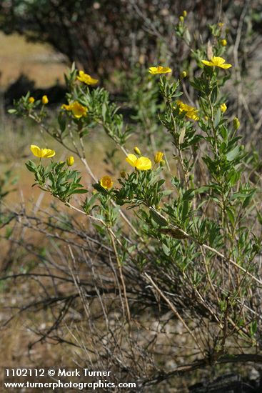 Dendromecon rigida