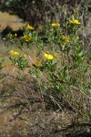 Bush Poppy