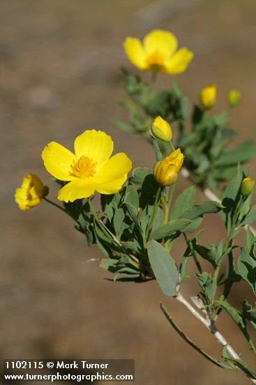 Dendromecon rigida