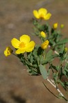 Bush Poppy blossoms & foliage