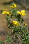 Bush Poppy blossoms & foliage