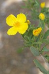 Bush Poppy blossom & foliage detail