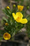 Bush Poppy blossom & foliage detail