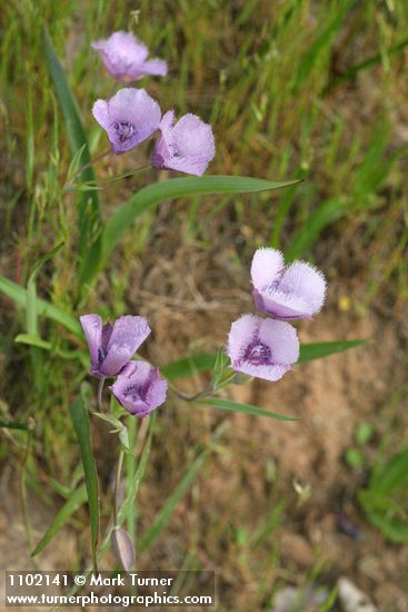 Calochortus tolmiei