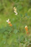 Sulphur Pea blossoms & foliage