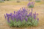 Whiteleaf Lupines