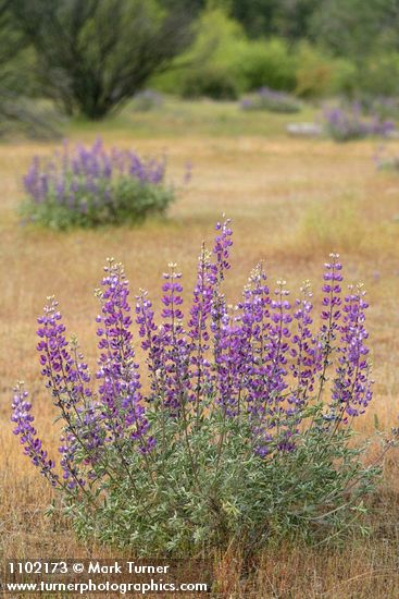 Lupinus albifrons