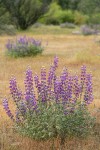 Whiteleaf Lupines