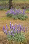 Whiteleaf Lupines