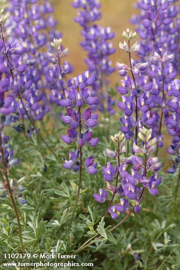 Lupinus albifrons