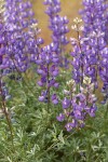 Whiteleaf Lupine blossoms & foliage