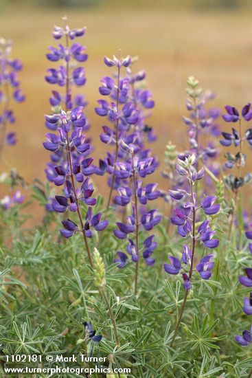 Lupinus albifrons