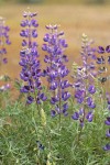 Whiteleaf Lupine blossoms & foliage