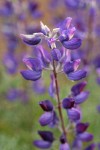 Whiteleaf Lupine blossoms detail