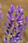 Whiteleaf Lupine blossoms detail