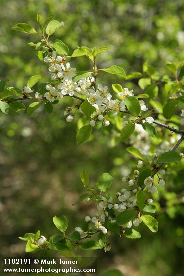 Prunus subcordata